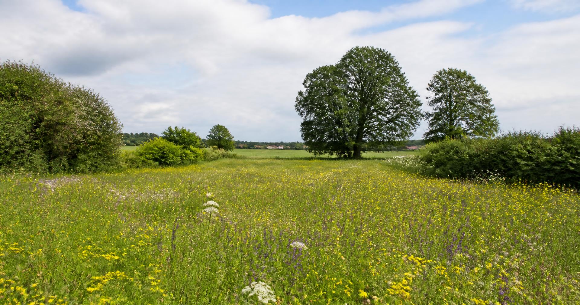 Bloemrijk grasland met houtwallen en volgroeide bomen