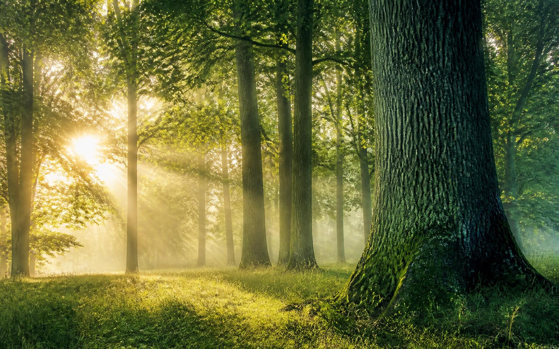 Zonlicht door de kroon van gezonde bomen in een oud bos